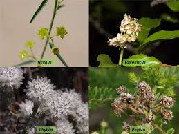 Image result for Rhamnaceae