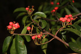 Image result for Symphonia globulifera