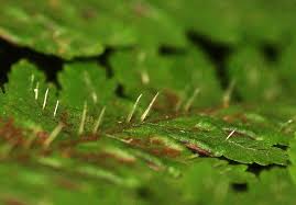 Image result for Pteris muricella