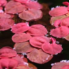 Image result for Phyllanthus parvulus