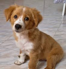 Look At Luigi My 12 Weeks Old Kokoni Mix Music Indieartist Chicago Cute Animals Animals Wild Domestic Dog