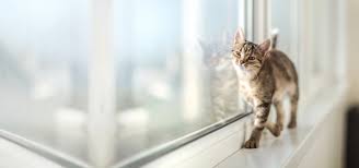 Companion pet clinic of seattle home. Welcome To Northgate Veterinary Clinic Gp Veterinarians In Seattle