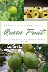 Image result for Aristida stipitata