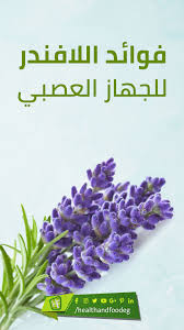 اللافندر مرتبط معانا بالنوم الهادئ والاسترخاء أعرف فوائد اللافندر للجهاز العصبي والأثار الجانبية من هنا In 2020 Foy