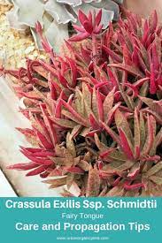 We did not find results for: 63 Types Of Succulents With Pictures Details Care Tips