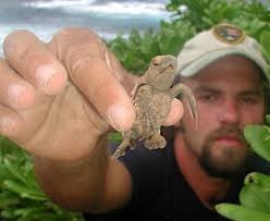 The Kaʻū Calendar News Briefs, Hawaiʻi Island