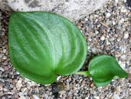 Image result for Eriospermaceae