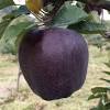 (2014) the heritage apples of ireland, hudson killeen, dublin. 1