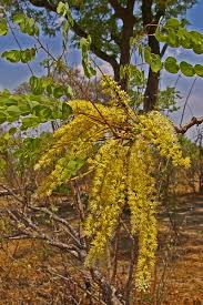 Image result for Amblygonocarpus