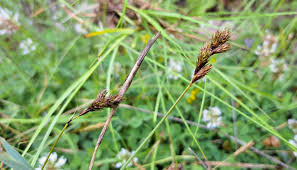 Image result for Carex leptosaccus