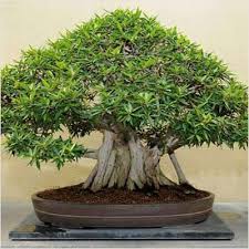 If you are looking for something specific, please call us. Banyan Tree Bonsai Plant Mangomeadows Best Nursery In Plants In Kerala