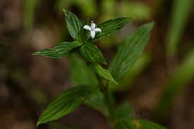 Image result for Spermacoce