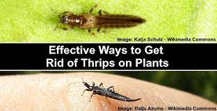 Find deals on products in pest control on amazon. Thrips On Plants Effective Ways To Get Rid Of Thrips