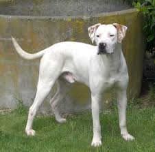 Ingiliz Pointer Kurku Bakimli Oldugu Zaman Genelde Kisa Katli Ve Tipik Zarif Ve Parlaktir Enerjik Bir Kopektir Pointe Dogs Hunting Dogs English Pointer Dog