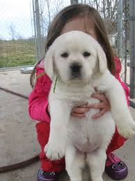 Labrador and puppies lovers ♥. White Lab Puppy Running Partner White Lab Puppies Lab Puppies Cute Dog Photos