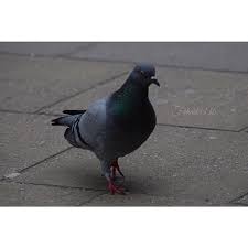 Ø´ø§ø¨ ù ùšøµù„ øµøºùšø± ùšø§øù…ø. ÙŠØ§ Ø­Ù…Ø§Ù…Ø© ØºØ±ÙŠØ¨Ø©