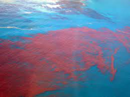 No, red tides were documented in the southern gulf of mexico as far back as the 1700s and along florida's gulf coast in the 1840s. Red Tide Algal Blooms Georgia Coastal Health District Georgia Coastal Health District