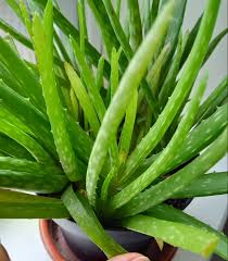 We did not find results for: Why Are The Leaves Of My Potted Aloe Vera Plant Turning Yellow And Getting Tiny Dark Spots Gardening Landscaping Stack Exchange