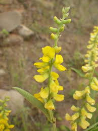 Image result for Eriosema psoraleoides