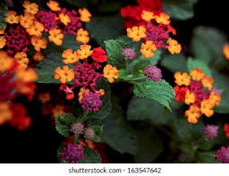 Pavagah in gujarat, tarubanda in melghat tiger, and. Lantana Perennial Flowering Plants Growing Bush Stock Photo Edit Now 163547642