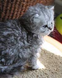 8 Unique Curly Haired Cat Breeds That Suitable For Family S Pet Cat Breeds Grey Cat Breeds Fluffy Cat Breeds