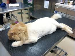 Shedding is actually a sign of a healthy cat. A Lion Shave Can Keep Kitty Cool And Comfortable Belle Mead Animal Hospital Veterinary Hospital In New Jersey