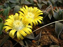 Image result for Nananthus vittatus