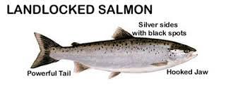 catching maines landlocked salmon hubpages