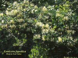 Image result for Lonicera confusa