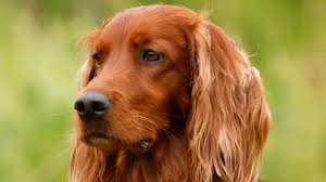 Image result for irský červenobílý setr