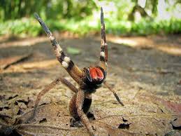 Phoneutria Nigriventer 3 3 Brazilian Wandering Spider Spider Dangerous Spiders