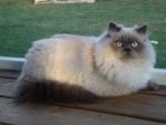 Himalayan Kittens For Sale - Doll Face Persian ...