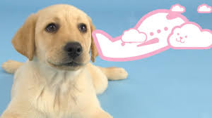 This is de puppies van musafer by tom fieuw on vimeo, the home for high quality videos and the people who love them. Free Puppies Forever Seeing Eye Dogs Australia