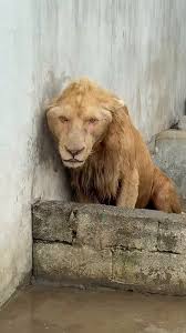 Images?q=tbn:ANd9GcSYuOE7G8RBIEpJStu5S1diP950t Lq7zokvdoNznWvbryAMdC