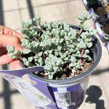 Oscularia Deltoides Pink Ice Plant Care And Propagation Planting Succulents Propagating Succulents Ice Plant