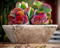 Flapjack Plant Kalanchoe Species Mix Fancy Ruffled Succulent Vibrant Color Sun Shade Or Windowsill Inflorescence Orange Bloo Succulents Plants Rare Seeds
