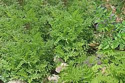 Მინარი (ქართულად) / minari / minari. Minari Wo Wir Wurzeln Schlagen Wikipedia