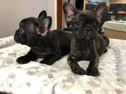 Our adoption fees offset only a portion of the veterinary expenses for the dogs in fbrn. French Bulldog Puppies Animals San Diego California Announcement 136054