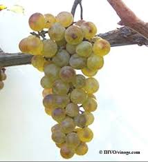 Grape Varieties Marani Grapes Fruit Variety