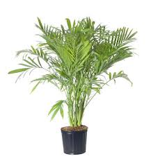 One of my 4 cats thinks plants are delicious treats too. Cat Palm Freshpetals