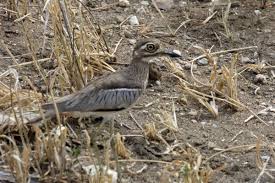 Squirrel stopper complete pole system. Bird Watching In Serengeti National Park Travel In Tanzania