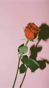 Pin By Nabilah Zara On Aesthetic Roses Aesthetic Iphone Wallpaper Best Wallpapers Android