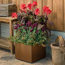 When watering cannas how much do they need? How To Use Canna Lily In The Garden Hgtv