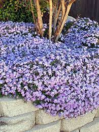 Ground Cover Ideas Landscaping Around Trees Ground Cover Plants