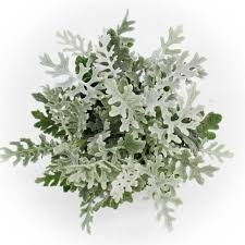 Image result for Senecio mariettae