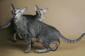 Enter a location to see results close by. Oriental Shorthair Full Profile History And Care