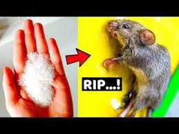 They can spread diseases such as hantavirus, salmonella and listeria through their urine, droppings, saliva, and nesting materials. How To Get Rid Of Mice Permanently In A Natural Way Home Remedies To Get Rid Of Mice In Apartment Youtub Getting Rid Of Mice Pest Control Best Pest Control