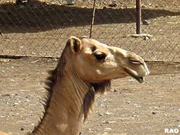 Antworten haben der #zoologe jonathan jeschke und @rleinf @fu_berlin. Raonline Edu Erdkunde Subtropische Zone Rabische Halbinsel Kamele Dromedare Im Sultanat Oman Und Den Vereinigten Arabischen Emiraten