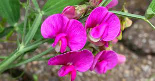 Maybe you would like to learn more about one of these? Perennial Sweet Pea Flower Care And Growing Of Lathyrus Latifolius