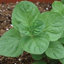 Plant mint cuttings preferably in the spring. How To Grow And Care For Mint Plants Gardener S Path